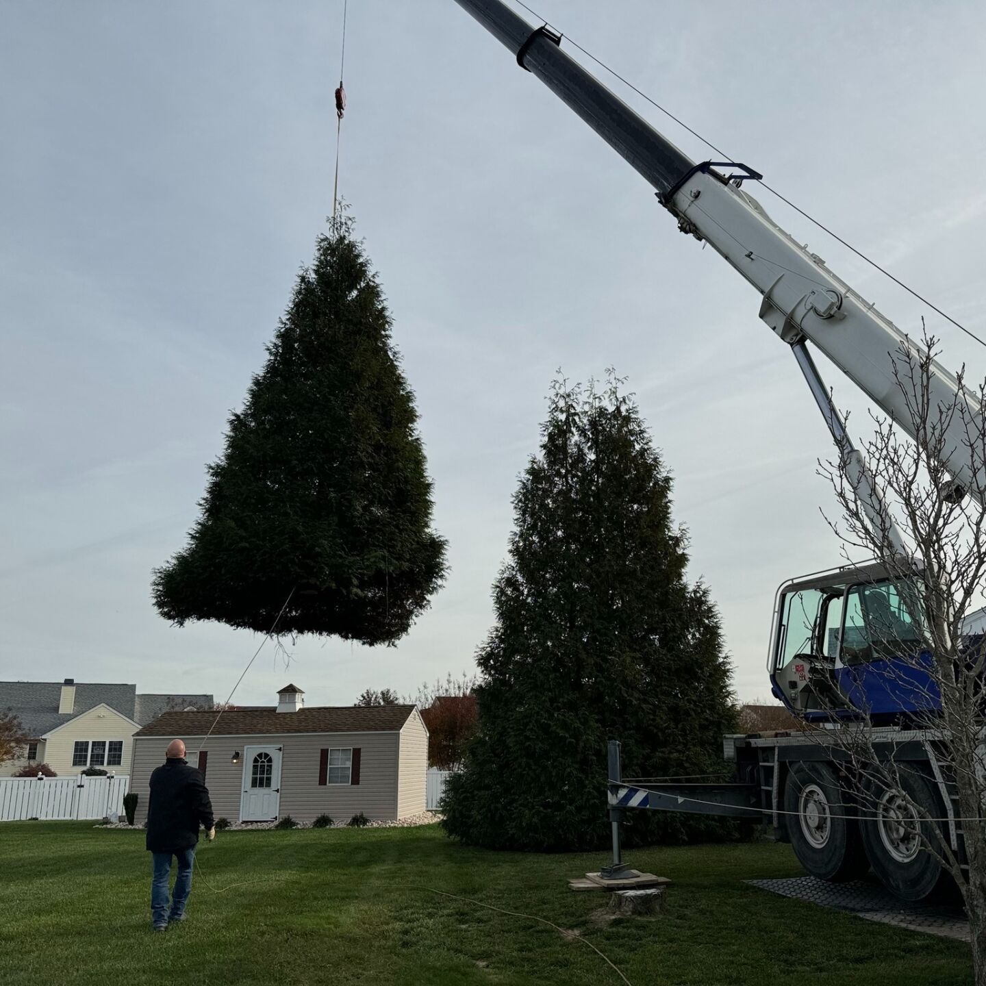 rehoboth tree